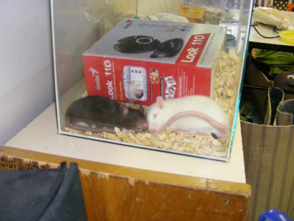 picture 010
