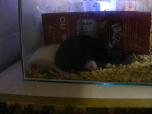 picture 016