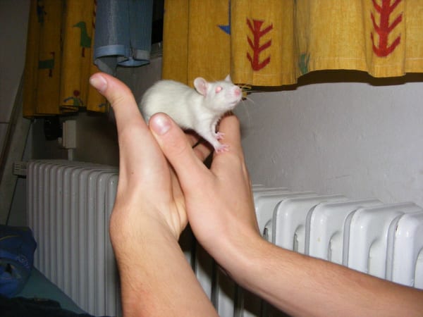 picture 046
