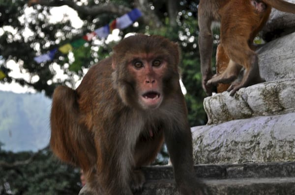 Kathmandu - nasraná opice