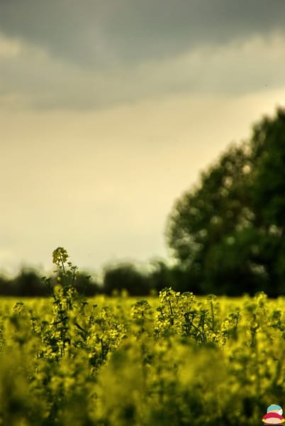 017